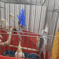 عروس هلندی|پرنده|بافق, |دیوار