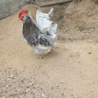 خروس پاکور مرغ گیر