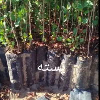 فروش نهال پسته پیوندی ونهال صنوبر