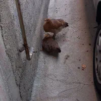 دوتا مرغ جوان