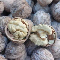 گردو پوست کاغذی ونایی