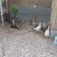 مر غ محلی|حیوانات مزرعه|شیراز, پودنک|دیوار