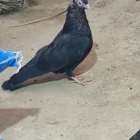 جفت زاغ آبادانی