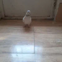 شاه کفتر غریب گیر|پرنده|ملایر, |دیوار