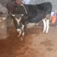 گوساله گوشتی