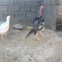 خروس دوساله|حیوانات مزرعه|سراوان, |دیوار