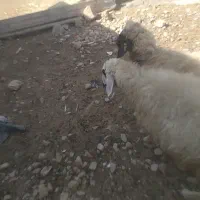 دوراس گوسفند