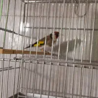 سره|پرنده|ساوه, |دیوار