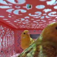 مرغ عشق|پرنده|صحنه, |دیوار