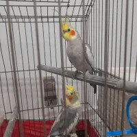 عروس هلندی