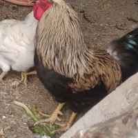 خروس قوی