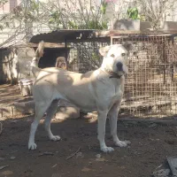 ماده سرابی ۱۱ماهه