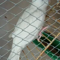 عروس هلندی به نرخ کارخانه|پرنده|بندرعباس, |دیوار