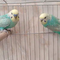 مرغ عشق رینبو با جوجه
