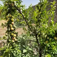 باغچه ۵۰۰ متری|فروش زمین و ملک کلنگی|هشتگرد, تهران دشت|دیوار