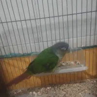 گرینجیک  نیمه دستی بالغ