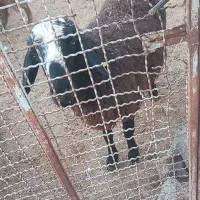 گوسفند|حیوانات مزرعه|جنت, |دیوار