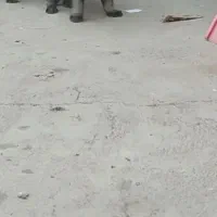 توله‌سگ‌سرابی