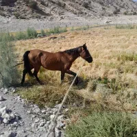 اسب|اسب و تجهیزات اسب‌سواری|دوگنبدان, |دیوار