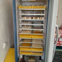 دسگاه جوجه کشی ۱۱۰۰ تایی دماوند