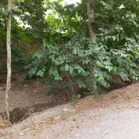 اجاره سوله 150 متری|اجارهٔ دفتر صنعتی، کشاورزی، تجاری|شاندیز, |دیوار