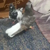 آهواز دغاغله