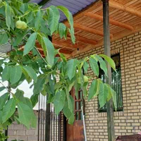 اجاره روزانه ویلا دربستی در ارجمند فیروزکوه|اجارهٔ کوتاهمدت ویلا و باغ|ارجمند, |دیوار