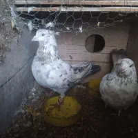 حیوان های دماوند ذات پرش ساعت بالا