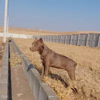 پیتبول ۱۲ ماهه