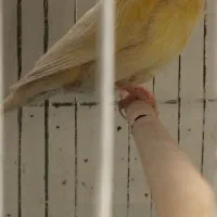 قناری نر و ماده|پرنده|اصفهان, جلالیه|دیوار