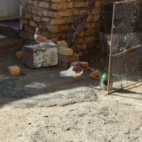 چپ زرد ماده چپ سرخ نر