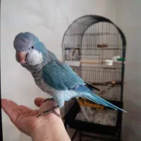 گم شدن یک طوطی راهب