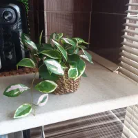 ۲عدد گیاه و گل مصنوعی|گل مصنوعی|بومهن, |دیوار