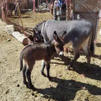 شیر تازه الاغ