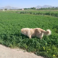 سگ.نر