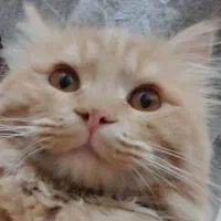 گربه پرشین دو ساله نارنجی