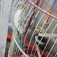 عروس هلندی های نر و ماده همه بالغ بالای دوسال|پرنده|بابل, |دیوار