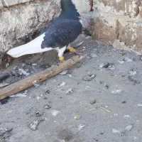 کبوتر ساده و زاغ دم سفید