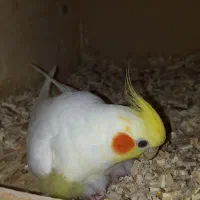 ۳۰ جفت عروس درجه یک