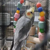 عروس هلندی جفت مولد به شرط|پرنده|نظرآباد, شهرک سید جمال الدین|دیوار