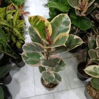 فیکوس افوربیا قاشقی off|گل و گیاه طبیعی|یزد, |دیوار