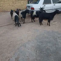 6عدد بز فروشی