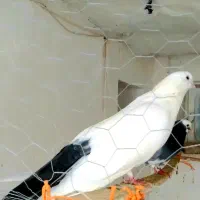 دمبی دم سبز