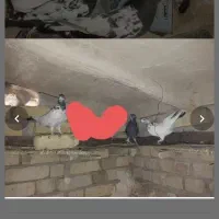 کفتر غریب گیری شده