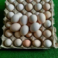 تخم مرغ رسمی نطفه دار