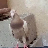 کفتر جفت و تکی