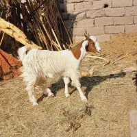 یک گیسه چاق رشتی مناسب کشتن و داشتی