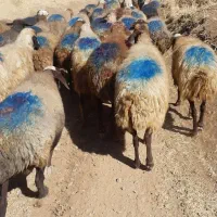 ۳۵راس گوسفند داشتی ۲زایده مابقی آبستن سنگین|حیوانات مزرعه|بهار, |دیوار