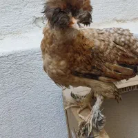 جوجه مرغ و خروس سلطان