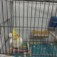 عروس هلندی نر سالم